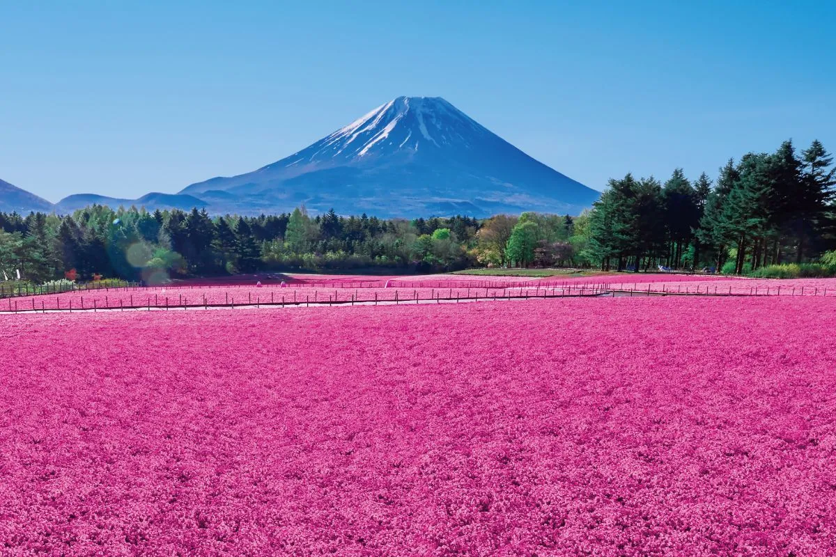 富士芝桜まつり.jpg